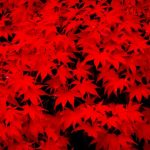 2016・昭和記念公園の紅葉祭りはデートに最適！見ごろ時期や混雑状況などまとめ
