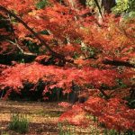 2016年新宿御苑の紅葉狩りはデートに最適！見ごろ時期や混雑状況まとめ