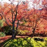 2016東福寺の紅葉はデートに最適！見ごろ時期や混雑状況のまとめ